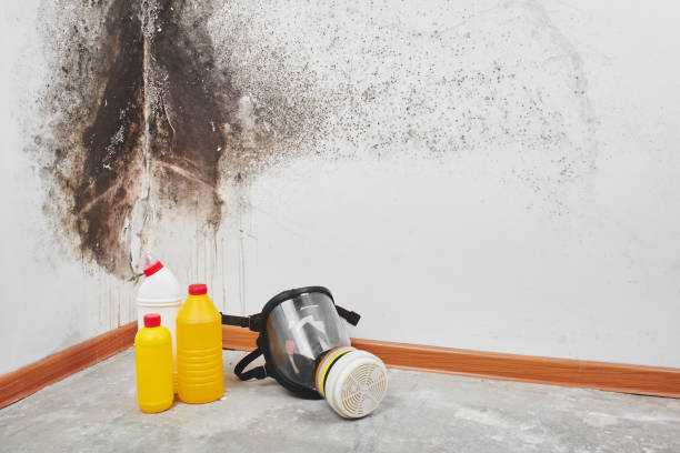 Best Residential Mold Removal  in Bradford, RI