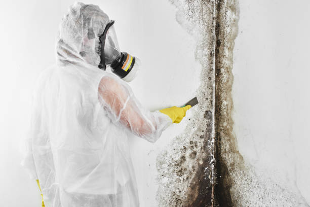 Reliable Bradford, RI Mold Removal Solutions