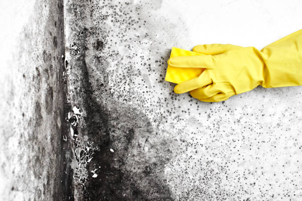 Best Mold Remediation  in Bradford, RI