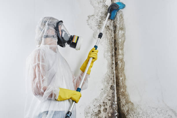 Best Emergency Mold Removal  in Bradford, RI
