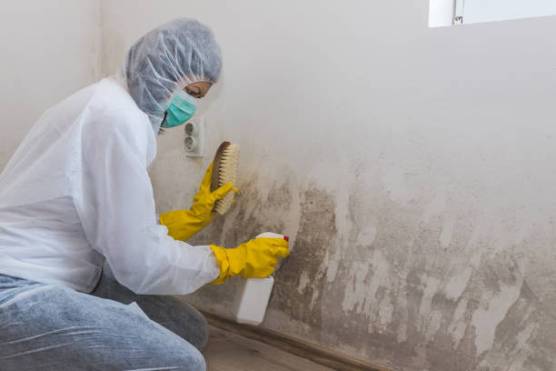 Best Professional Mold Removal  in Bradford, RI