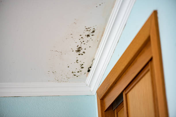 Best Same-Day Mold Removal  in Bradford, RI