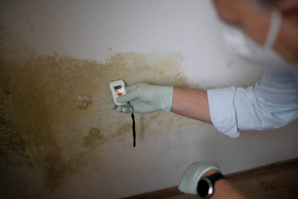 Best Home Mold Removal  in Bradford, RI