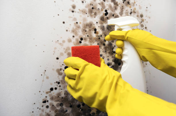 Bradford, RI Mold Removal Company