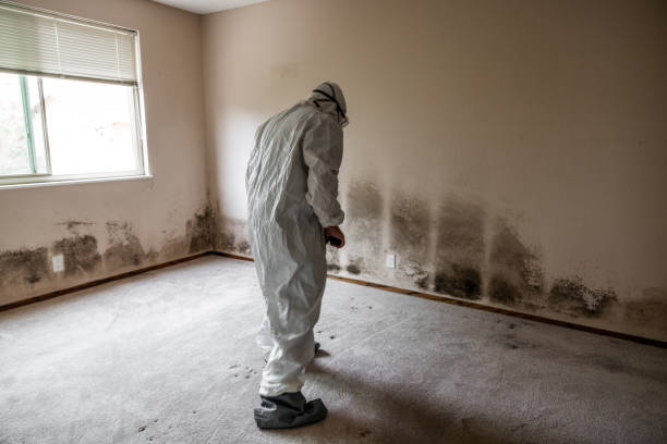 Best Professional Mold Removal  in Bradford, RI