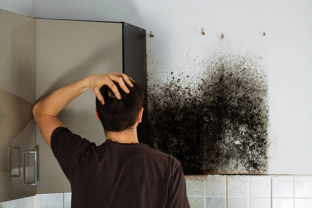 Best Mold Remediation Services  in Bradford, RI