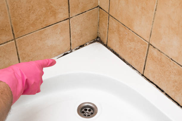 Mold Testing and Removal in Bradford, RI